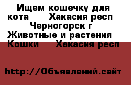 Ищем кошечку для кота!!! - Хакасия респ., Черногорск г. Животные и растения » Кошки   . Хакасия респ.